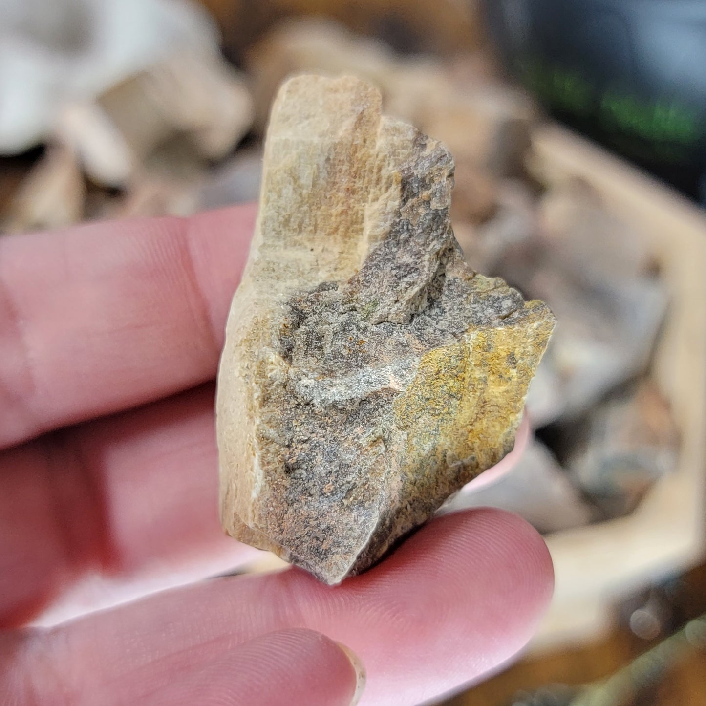 Raw Petrified Wood