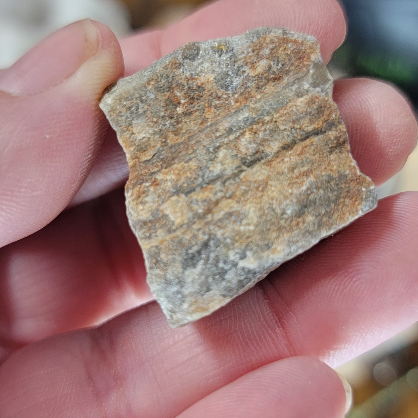 Raw Petrified Wood