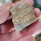 Raw Petrified Wood